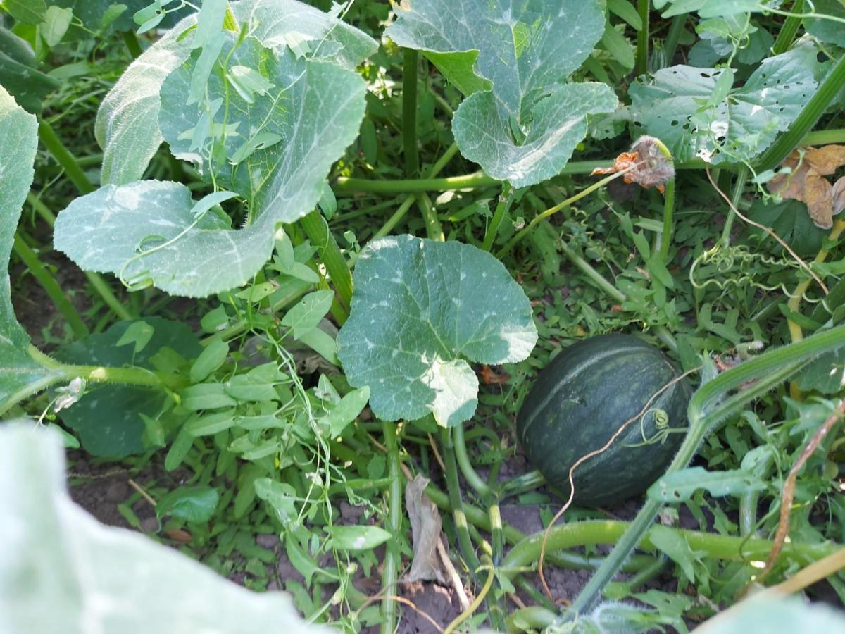 Agriturismo Pranu Sorgono 외부 사진