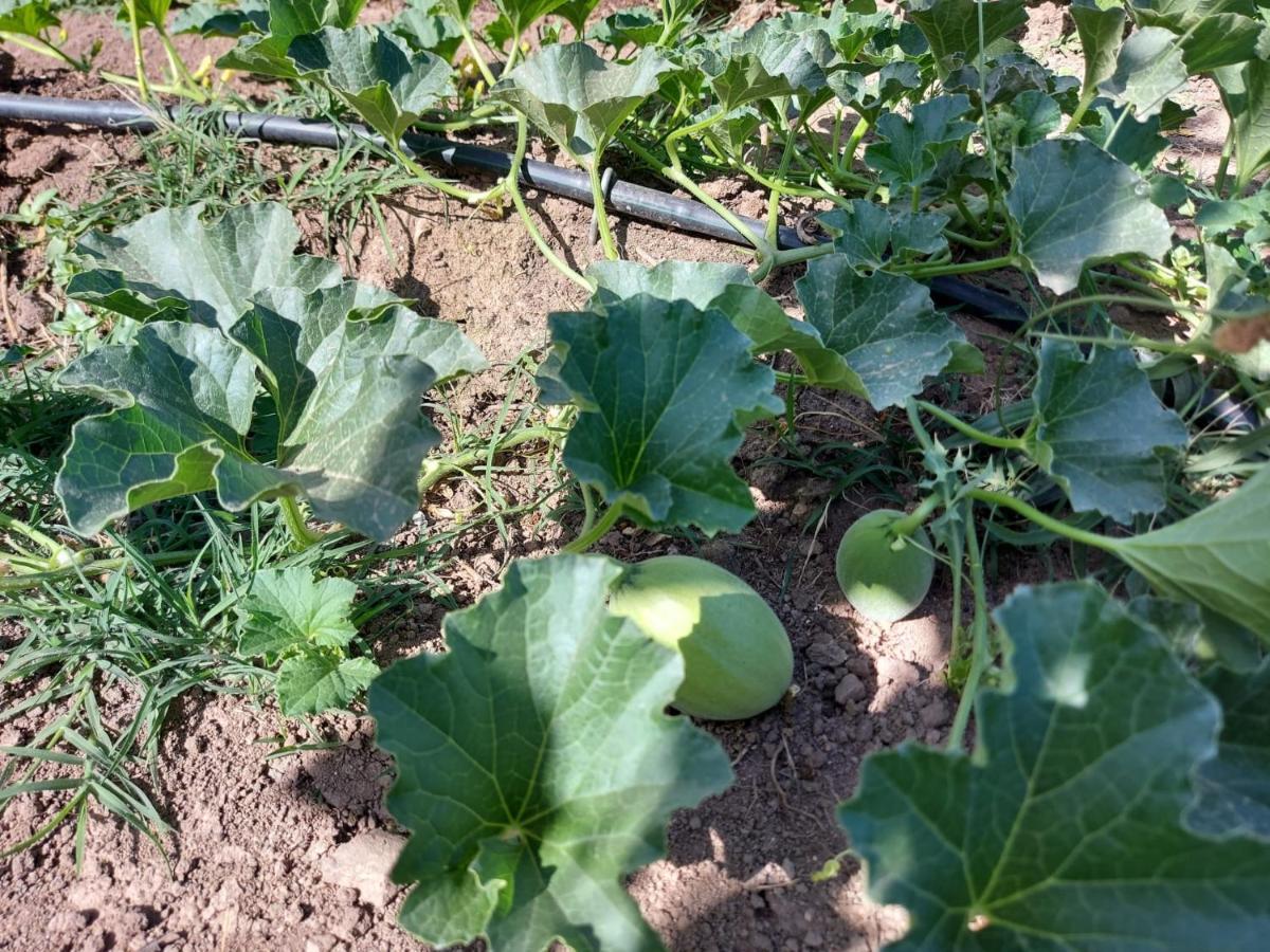 Agriturismo Pranu Sorgono 외부 사진