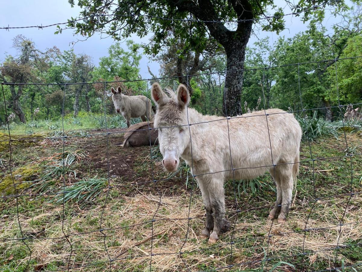 Agriturismo Pranu Sorgono 외부 사진