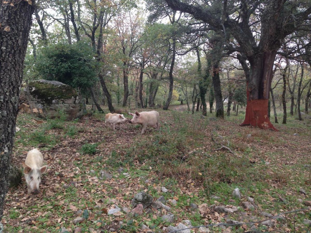 Agriturismo Pranu Sorgono 외부 사진